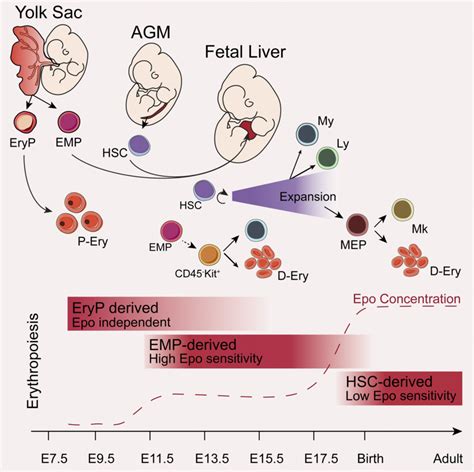 erythroid|adults erythropoiesis occurs.